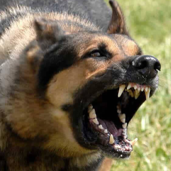 Aggressive dog barking