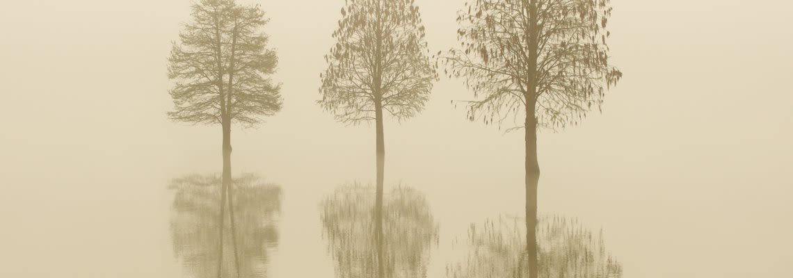 three trees reflected on water